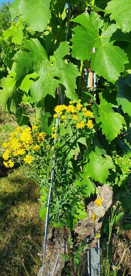 דירות Schwaigern Weingut Will Und Wuerz Lemberger מראה חיצוני תמונה